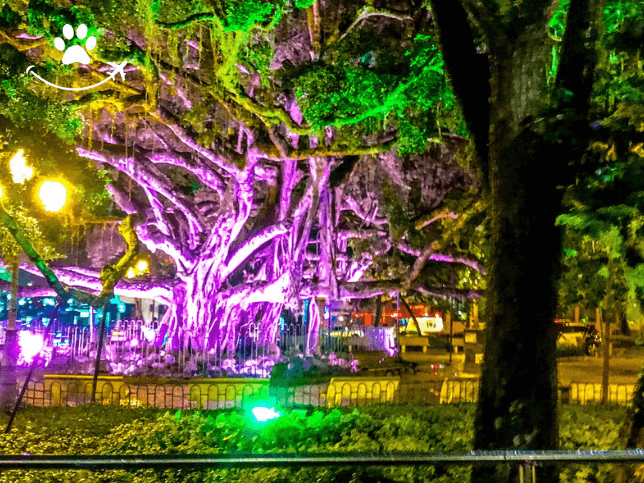 Ônibus turístico por Florianópolis ao entardecer (2)