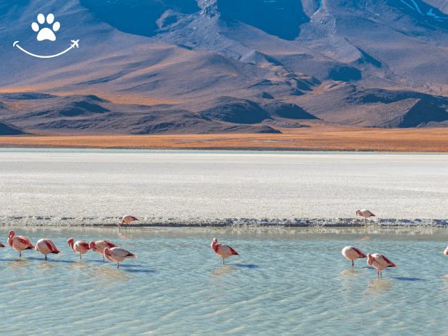 3 dias pelo Salar de Uyuni e seus desertos (6)