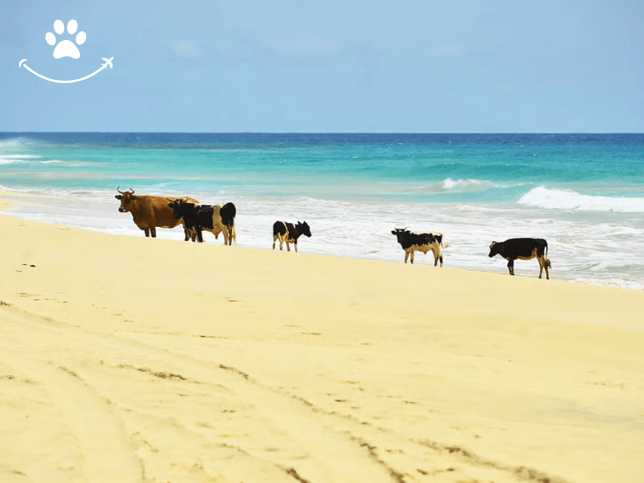 Praia de Santa Mónica, deserto de Viana e grutas da Varandinha (5)