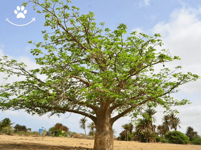 Tour pelo nordeste de Boa Vista + Praia de Ervatão (1)