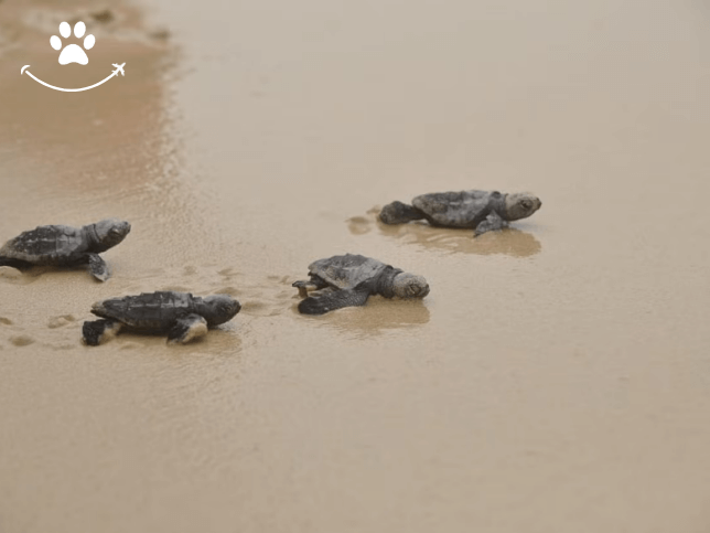 Tour pelo nordeste de Boa Vista + Praia de Ervatão (5)