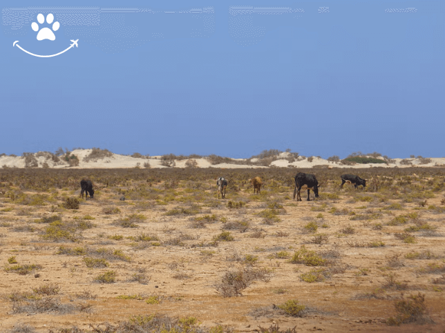 Tour pelo nordeste de Boa Vista + Praia de Ervatão (6)